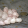 Quartz Rose