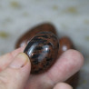 Obsidienne Acajou